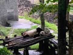 -都江堰中华大熊猫苑