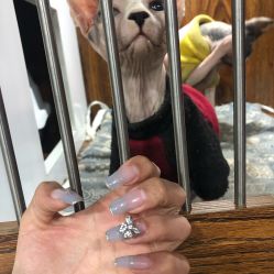 -小四撸猫美甲咖