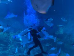 -烟台海昌鲸鲨海洋公园