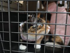 -中农大我爱我爱24h动物医院·中医针灸·猫专科·骨科医疗中心(双井店)