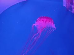 -南昌海洋公园