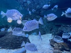 -北戴河圣蓝海洋公园