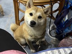 -苏州艺都古玩花鸟市场