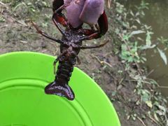 -南汇新场正宗水蜜桃采摘