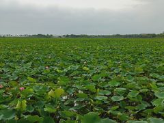 -天津东丽湖风景区