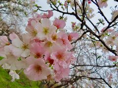 -天适樱花悠乐园
