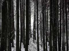 -武陵山森林公园