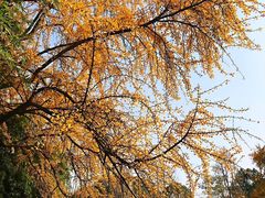 -四川大学(华西校区)