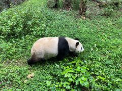 -都江堰中华大熊猫苑