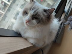 -喵园·猫主题咖啡厅·撸猫·猫咖(国贸店)