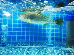 活烤黄鱼-白仁仔· 活烤海鲜 宵夜(豫园店)