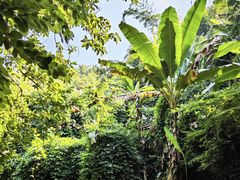 -西双版纳原始森林公园