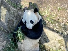 -都江堰中华大熊猫苑