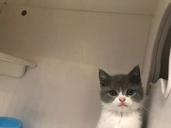 -喵zoo家庭繁育猫舍(尖东智能花园店)
