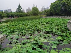 -蠡湖大桥公园