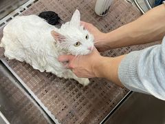 -中农国际动物医院24小时·猫科·骨科·急重症中心