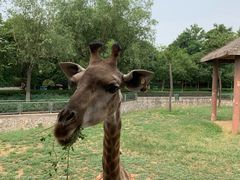 -石家庄市动物园