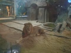 -清迈夜间动物园