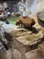 -Zoolung Zoolung动物主题公园(海信广场店)