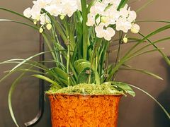 -誉八仙粤菜(万象天地店)