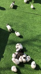 -萌宠亲子动物乐园(槐房万达店)