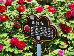 -洛阳市隋唐城遗址植物园