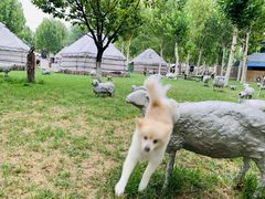 -九十九顶毡房(阜石路店)