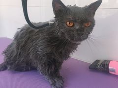 -宠颐生动物医院·心脏科·保险定点(锦阳分院)