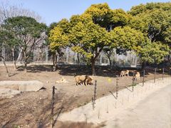 -上海野生动物园