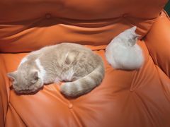 -飞行喵MR PILOT|猫舍·猫咖(静安大融城店)