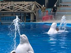 -海合安成都极地海洋公园