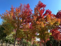 -北京西山国家森林公园