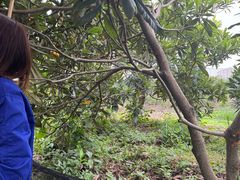 -塘栖枇杷特色园区