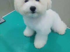 -博特宠物医院24h犬猫全科.骨科·异宠
