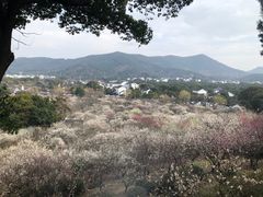-香雪海