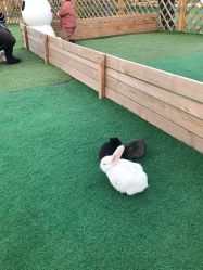 -萌宠亲子动物乐园(槐房万达店)