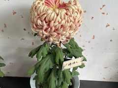 -杭州植物园