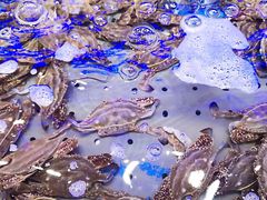 螃蟹-澜悦港海鲜体验主题餐厅