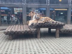 -西安秦岭野生动物园