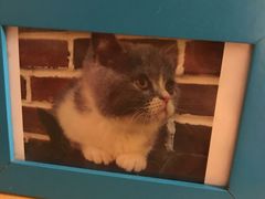 -猫友咖啡店(玉林西路店)