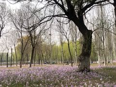 -东郊湿地公园