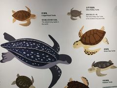 -上海海洋水族馆