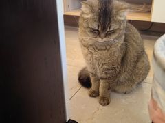 -伟伟宠物医院·瑞派猫友好医院·猫科(光谷店)
