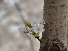 -苏州上方山国家森林公园