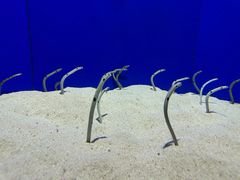 -上海海洋水族馆