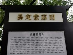 -嘉定紫藤园