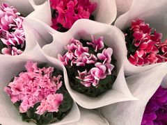 -双季花艺园艺市场(浦东店)