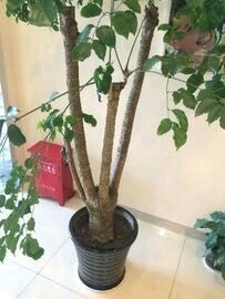 -瑞尔齿科(上海长风大悦城店)