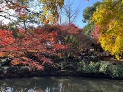 -秋霞圃