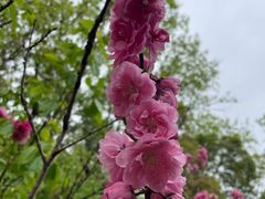 -南汇桃花村